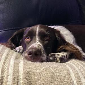 Meet your Posher, Guylain